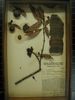 historical herbarium sample